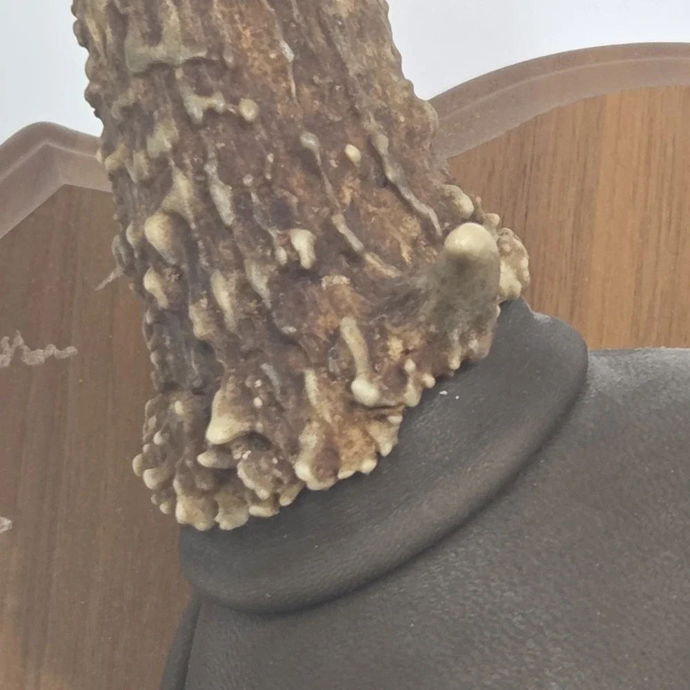 Vintage South Dakota Mule Deer Antler Taxidermy Mount 10 Point 22